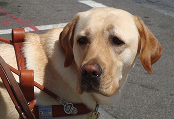 A closeup of Galahad during his Guiding Eyes training as he prepares to cross the street. Galahad looks focused on his mission.