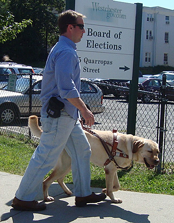 During his training, Galahad leads Pat past a sign for the Westchester County NY Board of Elections. It's a bright sunny day and Pat is wearing a blue collared shirt, sleeves rolled up, and jeans.