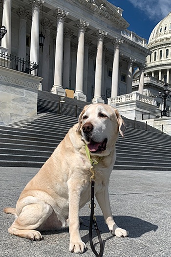 One Friday at the Capitol Hill Club, Galahad visits the U.S. Capitol on his afternoon stroll. A fur-miliar place for the retired pup. The Capitol steps and rotunda can be seen directly behind a seated Galahad. It is a sunny day with a few puffy white clouds.