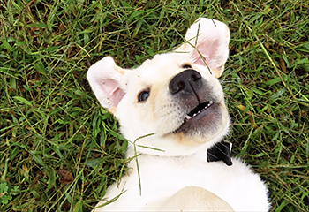 Playful ten-week-old Hogan is laying on his back in the grass, looking up at the camera above him. The pink inside of his extended ears and puppy teeth are exposed by his upside-down position.  