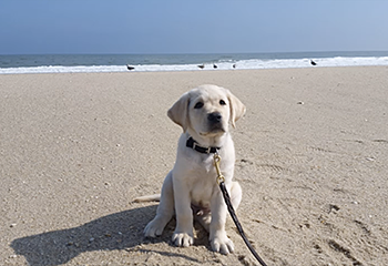 Eight-week-old Hogan is sitting in the sun on the sandy beach of the Atlantic Ocean. Four birds in the distance stand where the white wave breaks on the sand. The rich blue, cloudless sky meets the darker blue ocean at the horizon.  