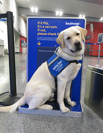 Fourteen-month-old Hogan is wearing his blue-and-white Guiding Eyes puppy vest, as he sits, in profile with an adorable head tilt, on a Southwest Airlines carryon luggage sizer at the airport.