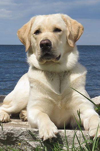 On a sunny day, Hogan lays on a flat rock with his front paws extending over the rock's edge, facing the camera. Bright green grass is in the foreground while a light blue sky and dark blue ocean frame the background.  