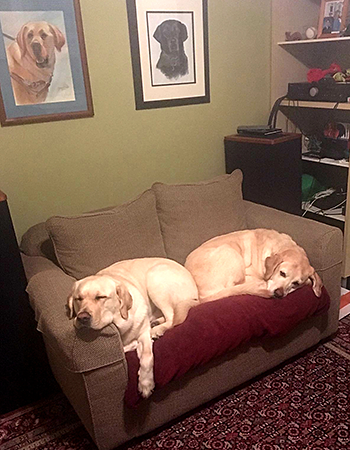 Hogan snuggles with Galahad on his small beige sofa in their house on Capitol Hill. The portraits in the background feature Galahad and Pepe, Pat's second dog, a black lab.