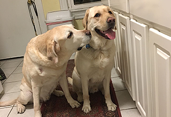 Two handsome yellow labs wait for dinner: Galahad gives Hogan a sniff in Pat's kitchen. Photo by Pat with assistance from AIRA, a company that provides access to visual information.