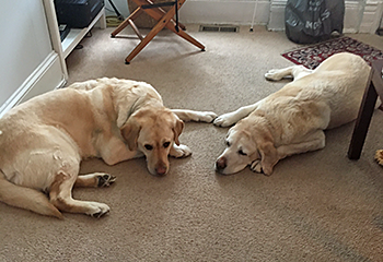 Galahad and Hogan, two good looking yellow labs, relaxing on the carpet in Pat's living room on Capitol Hill.