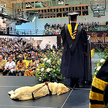 Taken from behind the stage, Pat is at the podium with the audience in front of him. The event takes place in the Pucillo gymnasium. Pat wears his black gown with bright yellow collar and graduation cap. Yellow lab Hogan, wearing his harness, lays on his side behind Pat.