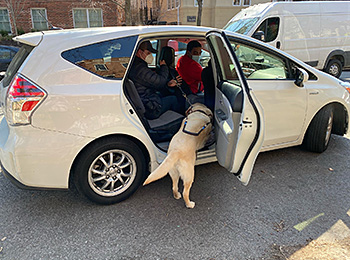 In front of his home on Capitol Hill, Pat sits in the back of an Uber and directs Hogan to climb in by his feet. Hogan is shown with his two front paws on the floorboard of the small white car and his brown guide dog harness can be seen. The driver, wearing a mask and sporting a bright red shirt, is turned around looking at the pair. Pat has on a white mask, black baseball hat, and gray jacket.