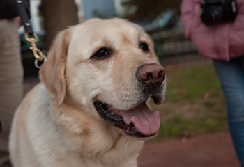 Hogan's handsome Labrador face fills the frame as the young photographers zoom in on the working pup. Hogan is at a sit and smiles with his mouth slightly open, the tip of his pink tongue hanging over his teeth and chin. He looks interested in all the activity.