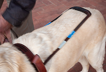 The inquisitive group of students take a closeup picture of Hogan's harness. Only his brown leather back harness strap and medal handle can be seen. The picture is a little blurry as the photographer tries to get Hogan while he's moving.