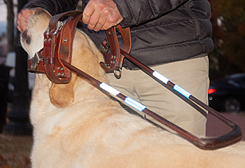 Pat hands Hogan a treat as the working pup pokes his head through the brown leather harness strap. Only Pat's hand and Hogan's head are seen in the artistic picture.